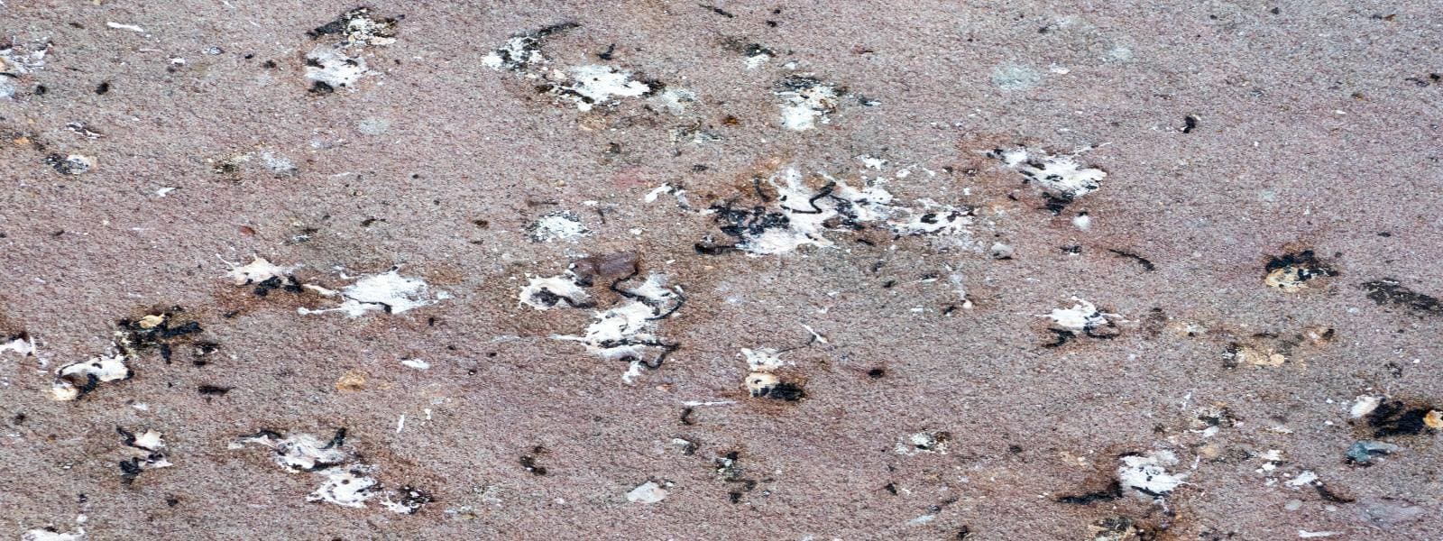 Bird Poop Cleaner